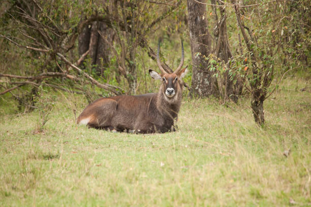 istock Africa wildlife and land scape 975390944