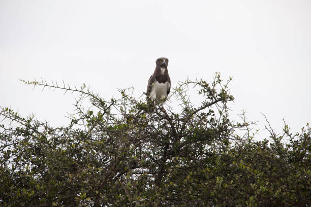 istock Africa wildlife and land scape 975391352