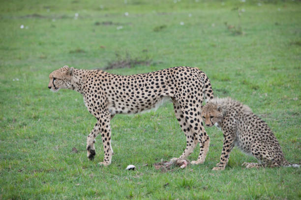 istock Africa wildlife and land scape 975391542