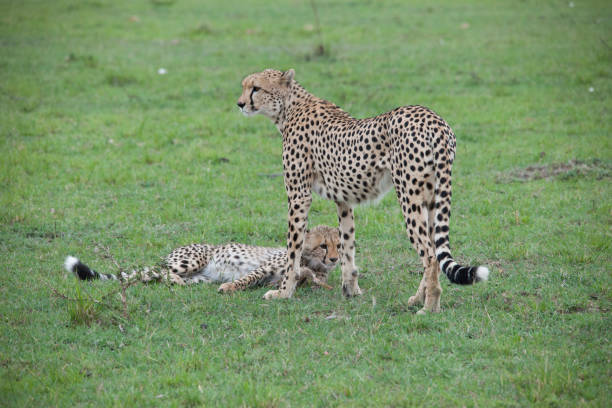 istock Wild Cheetahs of Africa 975394042