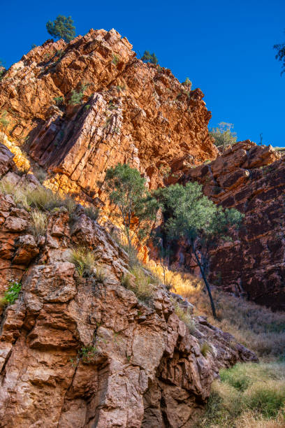 emily gap, alice springs, australia - northern territory macdonnell ranges australia eucalyptus imagens e fotografias de stock