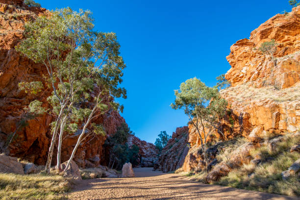emily gap, alice springs, australia - northern territory macdonnell ranges australia eucalyptus imagens e fotografias de stock