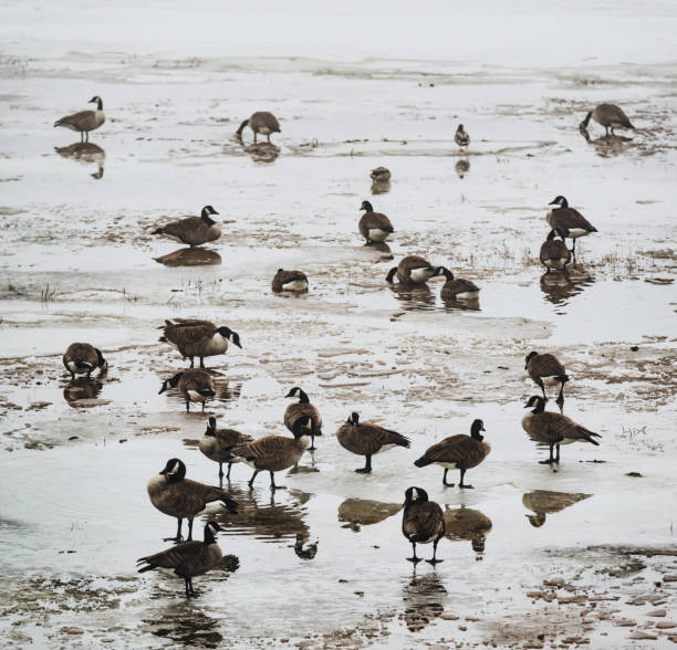istock Canadian Geese 975405060
