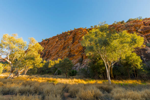 emily gap, alice springs, australia - northern territory macdonnell ranges australia eucalyptus imagens e fotografias de stock