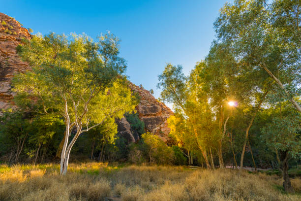 emily gap, alice springs, australia - northern territory macdonnell ranges australia eucalyptus imagens e fotografias de stock