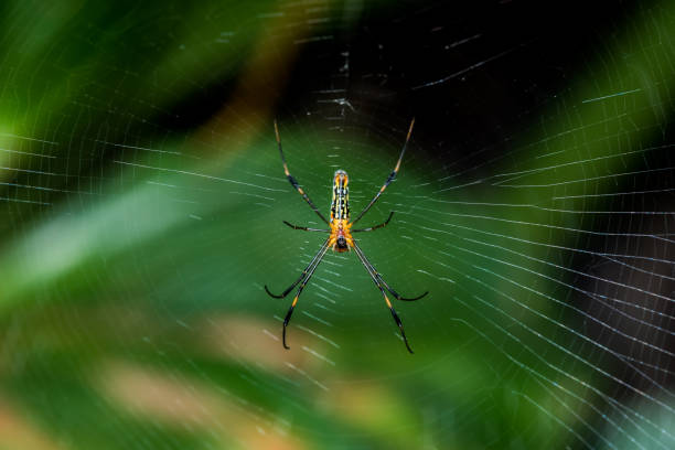 istock spider on the web in the forest, insect and animal 975428724