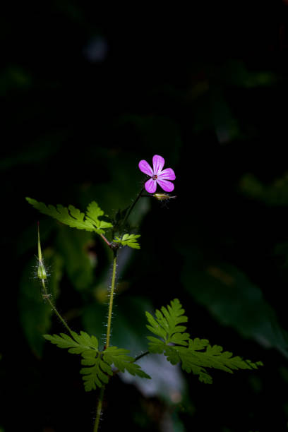 istock Wild flower at first morning light beaming sun ray illumination 975430800