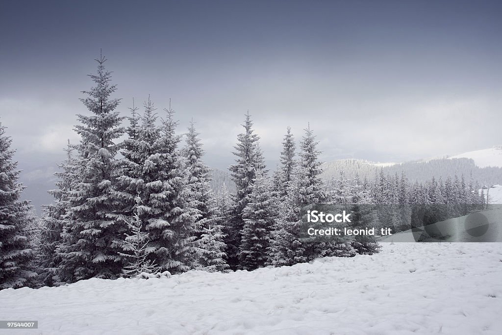 Alberi invernali - Foto stock royalty-free di Abete