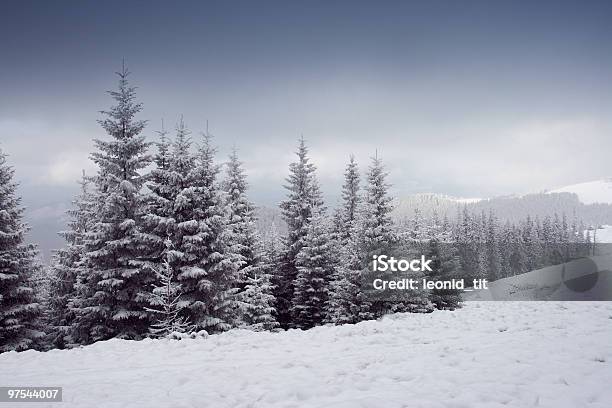 Alberi Invernali - Fotografie stock e altre immagini di Abete - Abete, Albero, Albero di natale