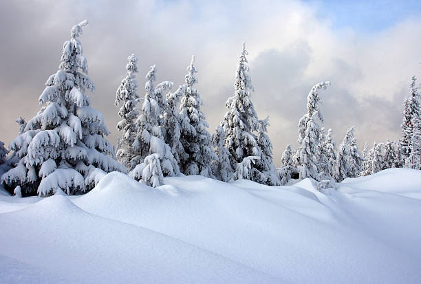 sapin d'hiver - noble fir photos et images de collection