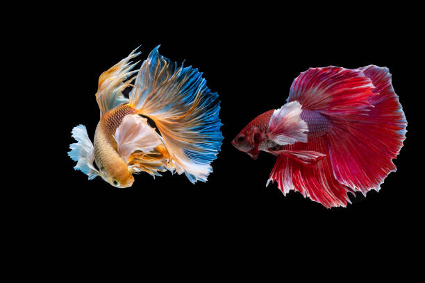 siamese fighting fish Fighting fish Photography siamese fighting fish stock pictures, royalty-free photos & images