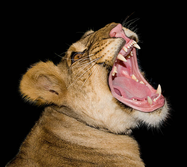 head of a lioness stock photo