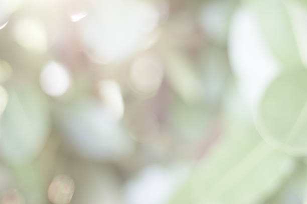 green blurred backdrop of nature, circle light wallpaper, white bokeh background