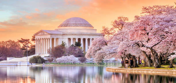 jefferson memorial während das cherry blossom festival - washington dc fotos stock-fotos und bilder