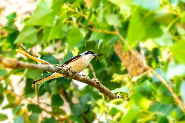 image of a bird of the wild Lanius schach on a branch with an insect in its beak image of a bird of the wild Lanius schach on a branch with an insect in its beak lanius schach stock pictures, royalty-free photos & images
