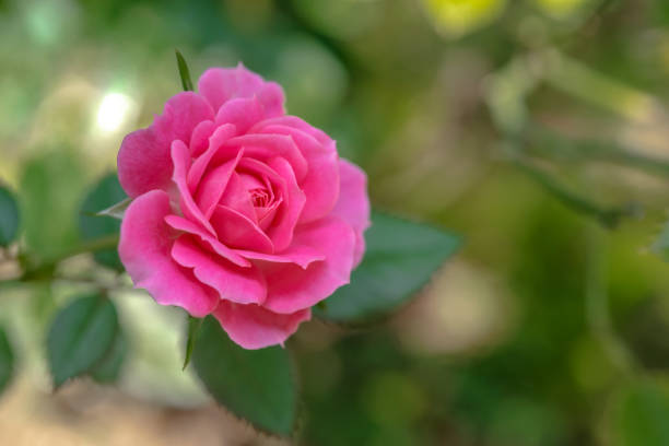 istock single pink rose flower garden background 975474280