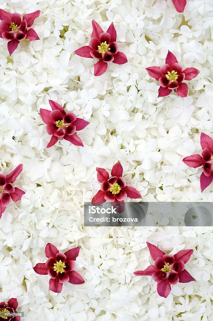 Aquilegia Guelder rosa e fiori-sfondo - Foto stock royalty-free di Abbondanza