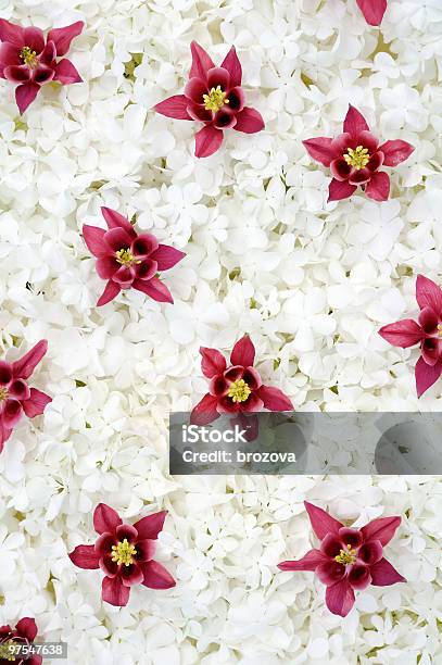 Aquilegia Guelder Rosa E Fiorisfondo - Fotografie stock e altre immagini di Abbondanza - Abbondanza, Ambientazione interna, Aquilegia