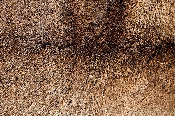 istock Coat of Red Deer Cervus elaphus. 97547800