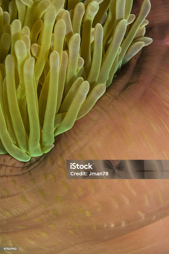 sea anemone texture  Beauty In Nature Stock Photo