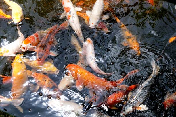 istock Fishes in the pond 975481544
