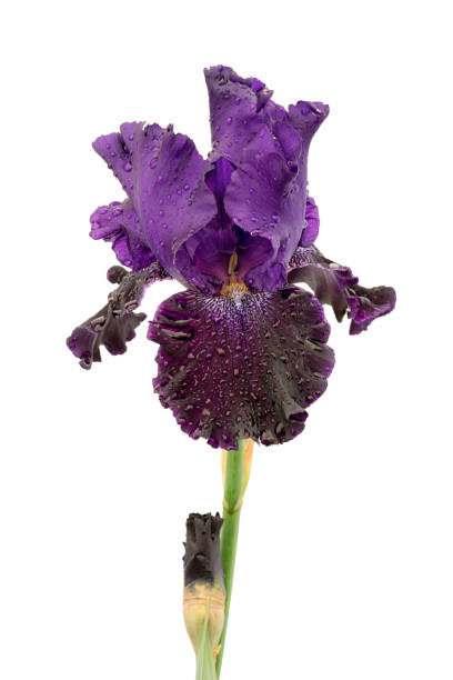 istock wet ink color violet blue iris flower isolated on white background 975482230