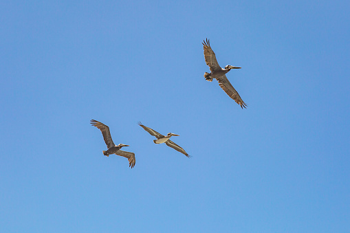 Three Pelicans in flight, with spread wings, against a clear blue sky