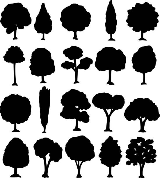 ilustraciones, imágenes clip art, dibujos animados e iconos de stock de conjunto de silueta de árbol - poplar tree leaf green tree