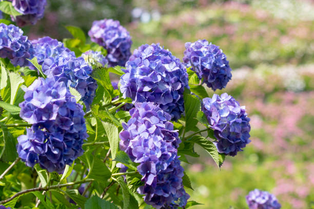 istock Hydrangea pictured in Mobara city, Chiba prefecture, Japan 975500222