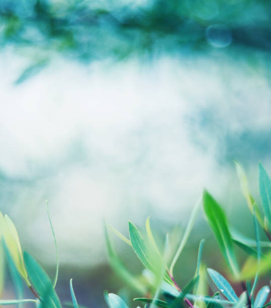 istock Green nature background with copy space and willow leaves 975505202