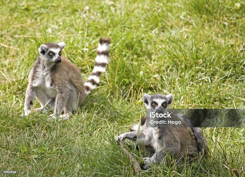 Lemur  Animal Stock Photo