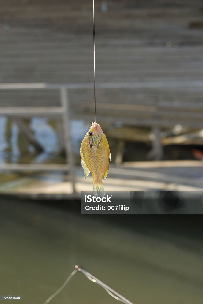 Caught Sunfish hanging on hook  Animal Stock Photo