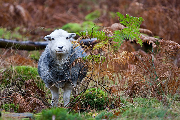 Herdwick sheep stock photo