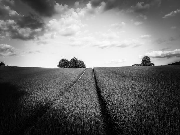 istock Tracks across arable field, Chess Valley, Buckinghamshire 975530100