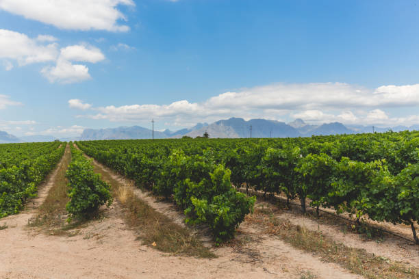istock Wine vineyard in Stellenbosch in Cape Town 975530396
