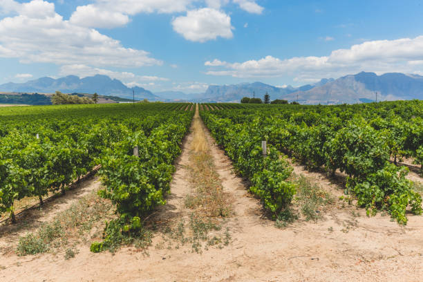 istock Wine vineyard in Stellenbosch in Cape Town 975530398
