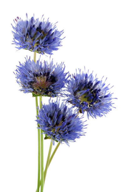 Four real miniature blue field cornflowers on thin green stems.