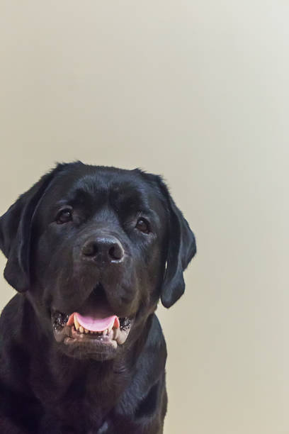 istock Portrait of young black labrador 975561394