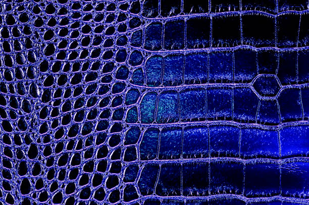 istock Background of blue crocodile skin texture 975565500