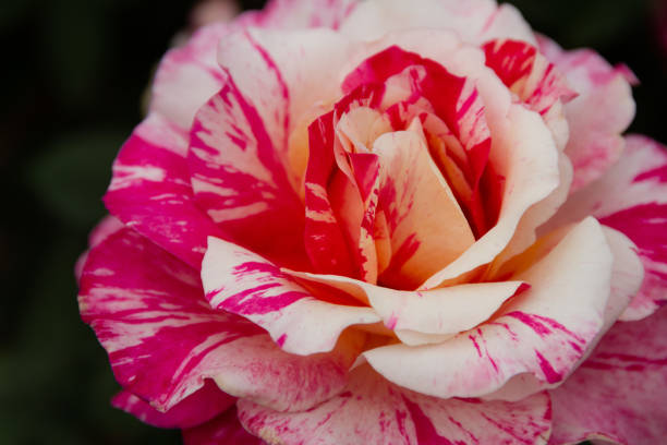 Amazing Close-up of a \