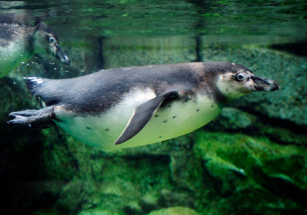 istock Humboldt Penguin Swimmer 975578242