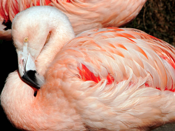 istock Preening Pink Flamingo 975578328
