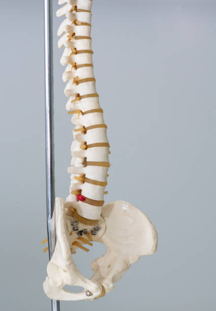 istock Human spine model in medical office 975578510