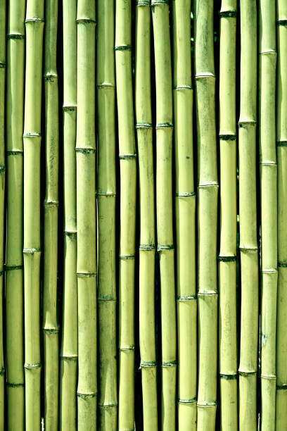 istock Green bamboo wood wall background texture vertical 975580908