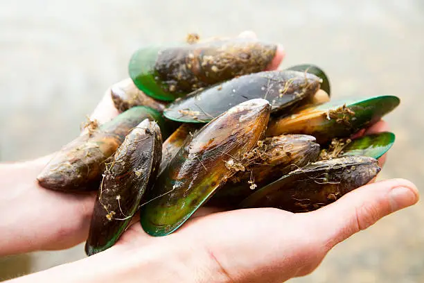 Photo of Greenshell mussels