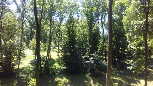 árboles verdes en un parque - uman fotografías e imágenes de stock