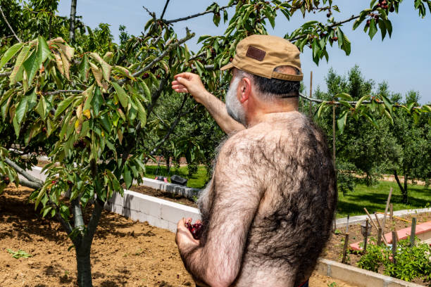 starszy mężczyzna zbierający wiśnię - cherry cherry tree tree fruit zdjęcia i obrazy z banku zdjęć