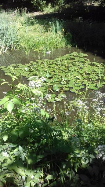 waterlilies 만들진 연못 - uman 뉴스 사진 이미지