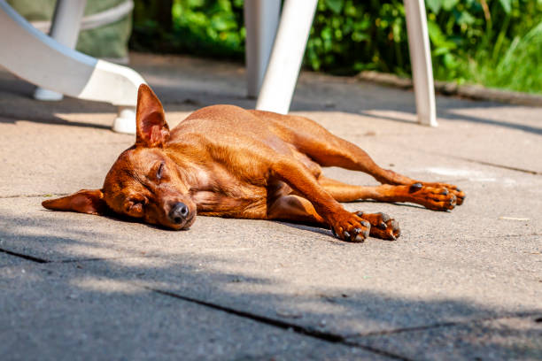 Miniature pinscher resting on the pavement during summer heat
