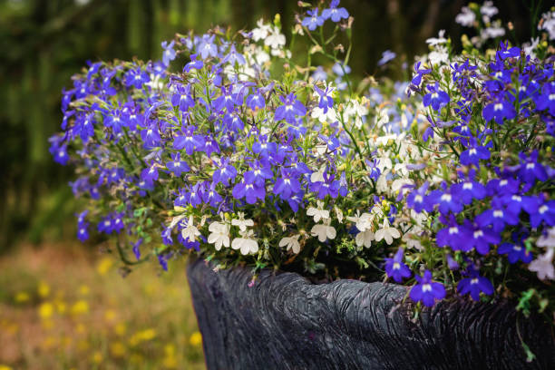 A pot with white and blue Lobelia Erinus flowers. A pot with white and blue Lobelia Erinus flowers. Close view. lobelias stock pictures, royalty-free photos & images